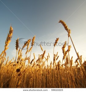 бесплатные стоковые фотографии и иллюстрации на Shutterstock