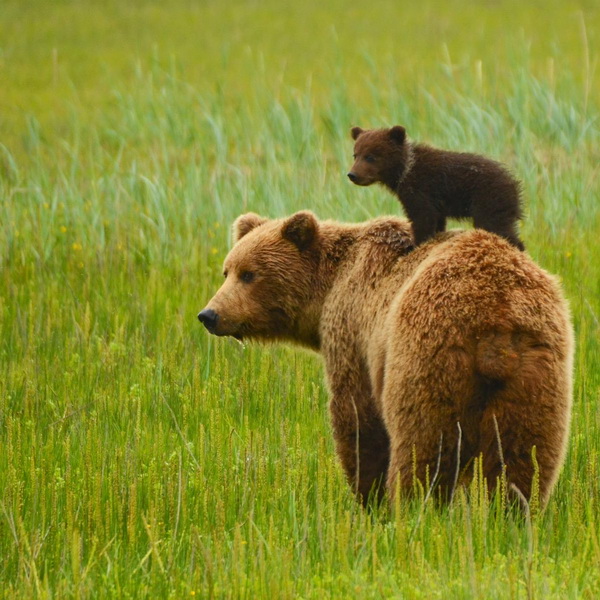 медведи мама и детеныш